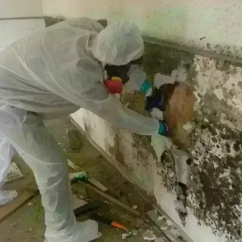 Mold Remediation and Removal in City of Saint Louis, MO